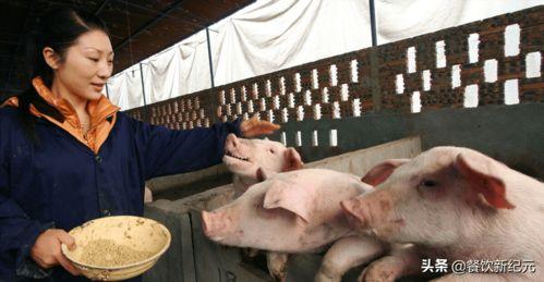 网友爆料猪场事件视频 第1张 网友爆料猪场事件视频 第1张